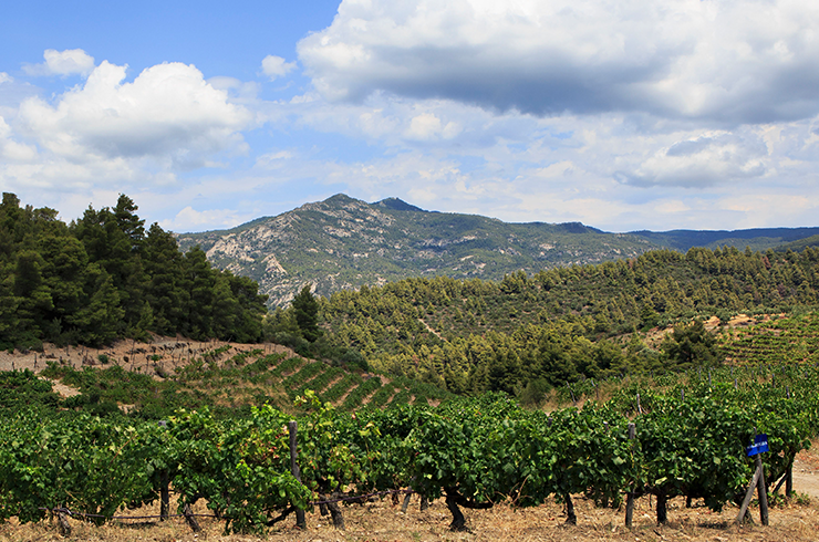 Vineyard in Greece