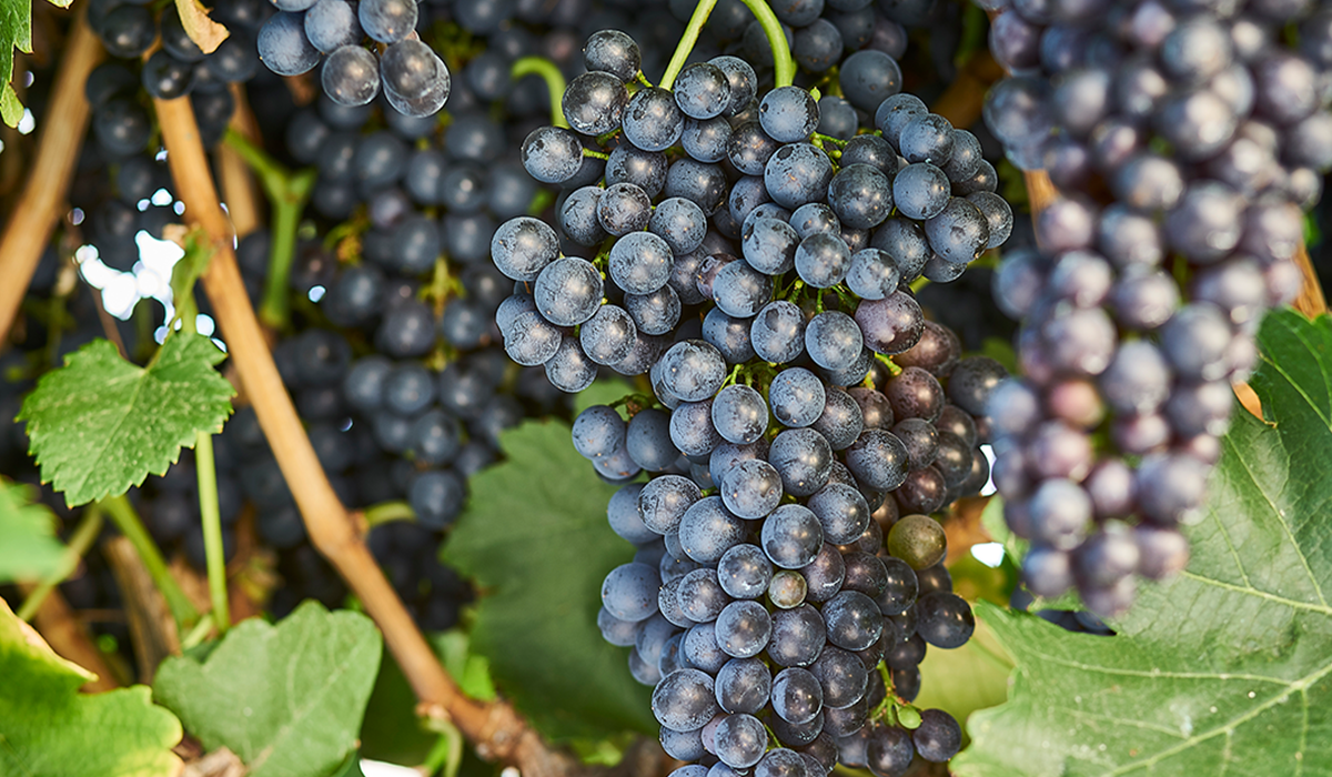 Shiraz grapes