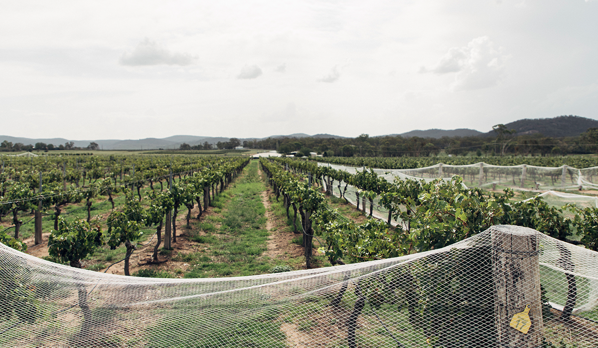 Vineyard in Granite Belt