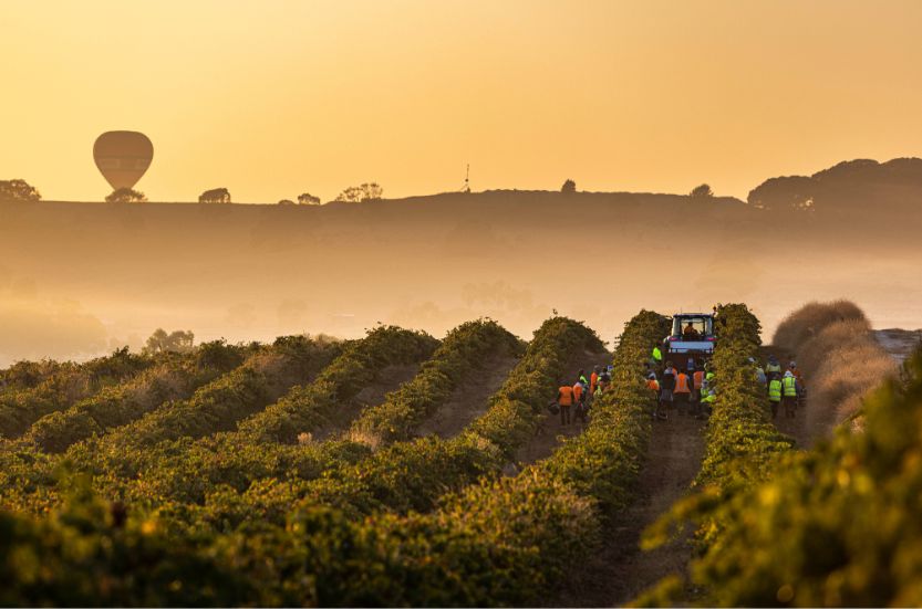 The 2025 Australian Vintage Chart