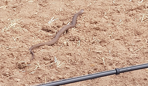 Brown Snake