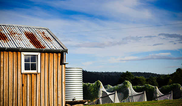 vineyard, tasmania