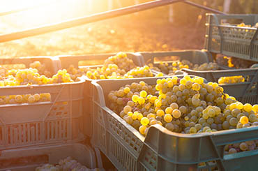 Halliday Wine Companion Vintage 2019