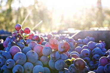 Halliday Wine Companion Vintage