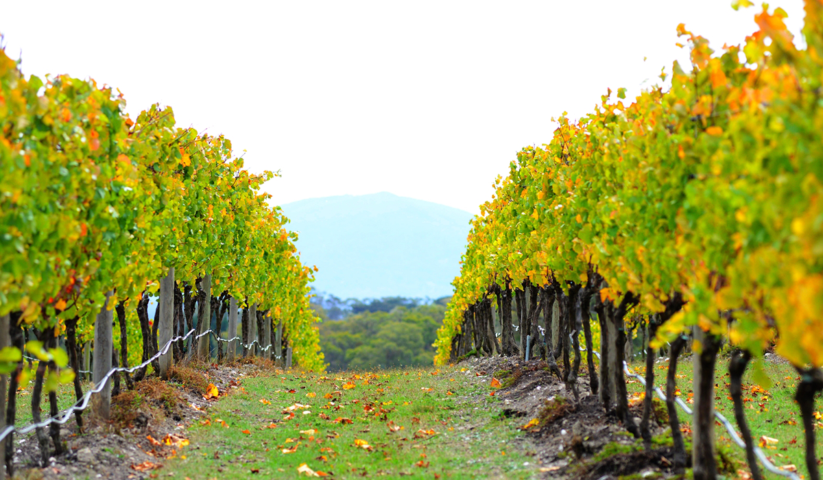 Bindi vineyard