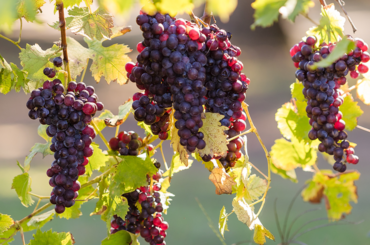 Grapes on the vine