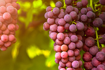 Sangiovese grapes