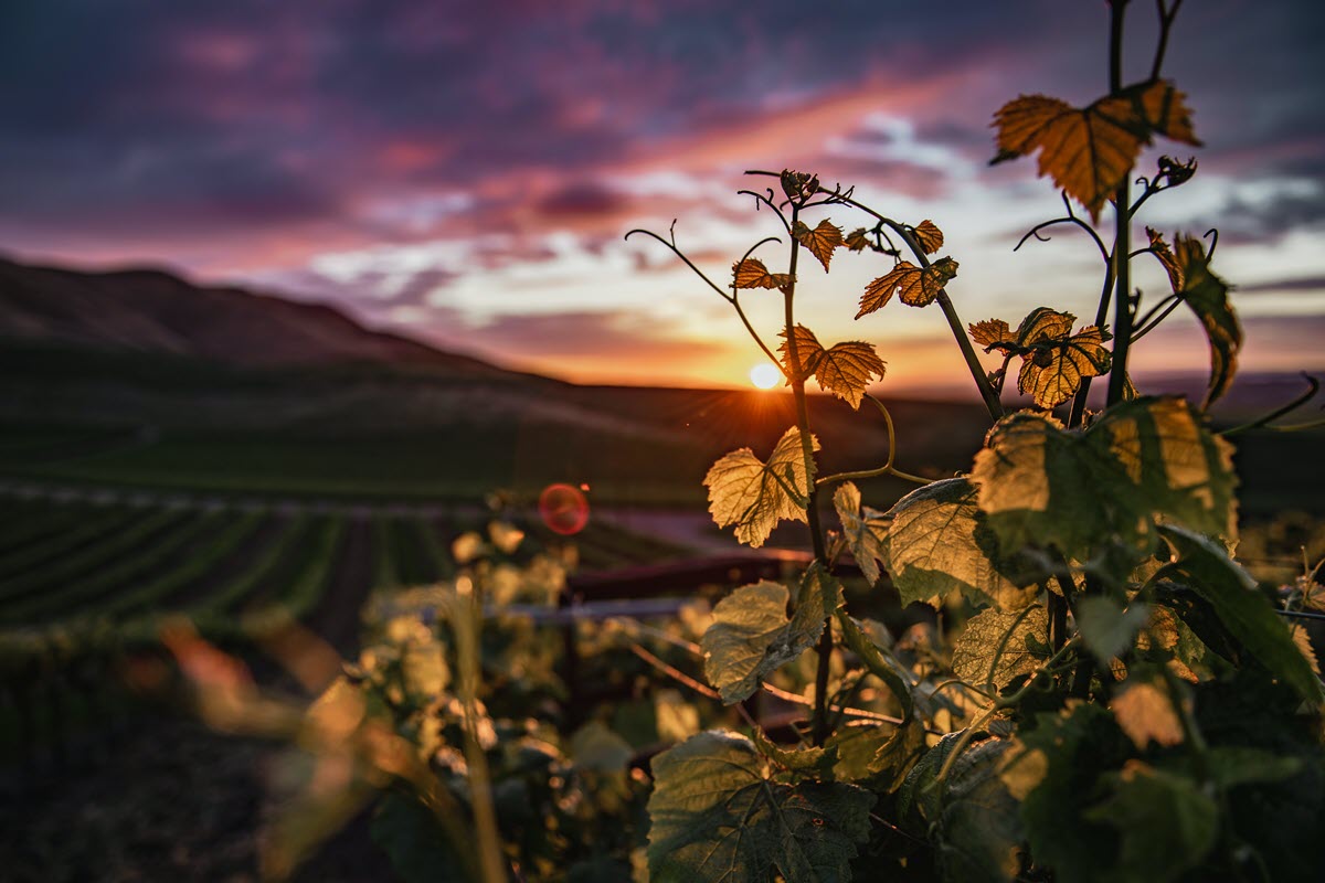 Sunset over vineyard