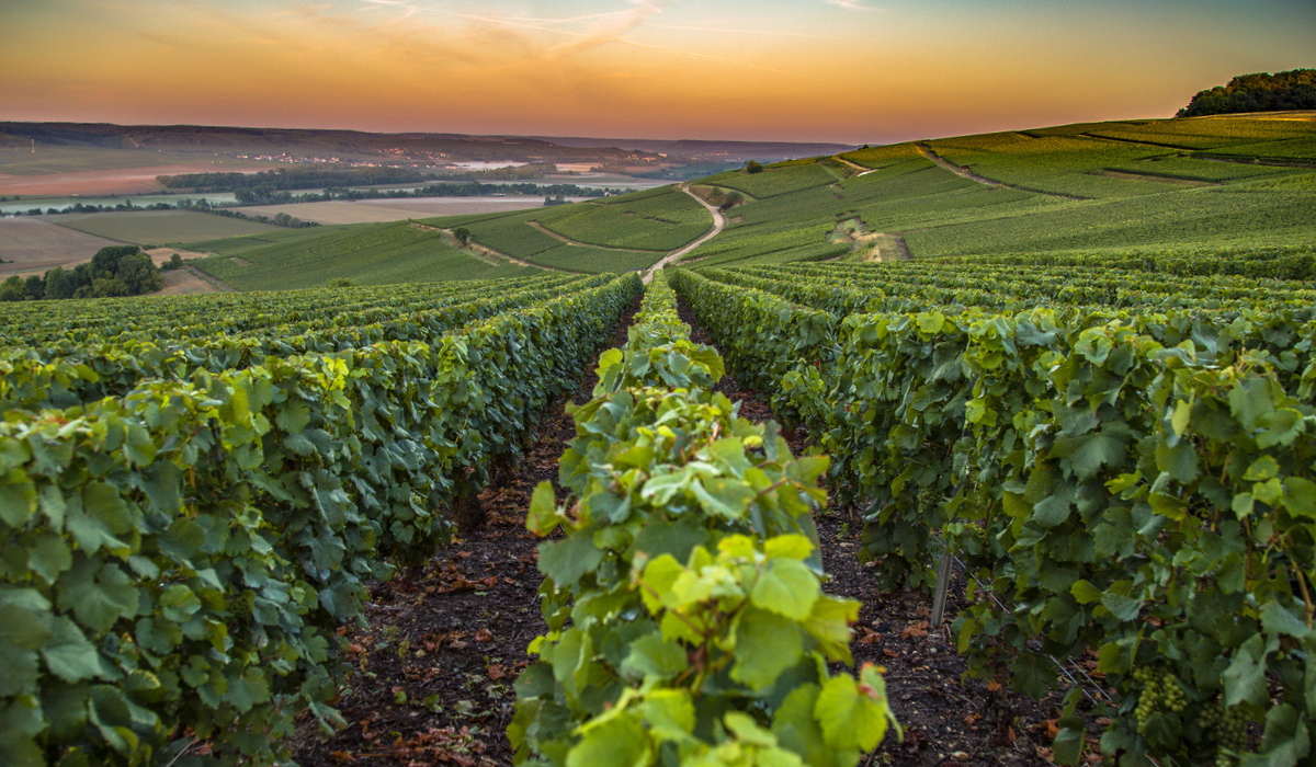 French vineyard