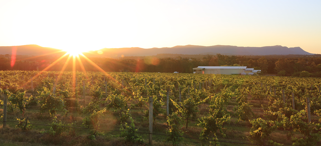 Capercaillie vineyard