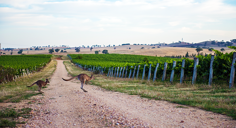 Cumulus Vineyard and kangaroos