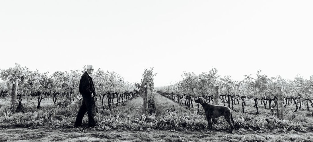 Vineyard dog at Hoosegg