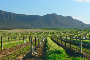 NSW vineyard