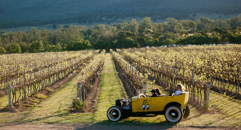 Winmark Wines vineyard