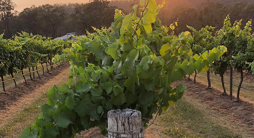 Winmark Wines vines