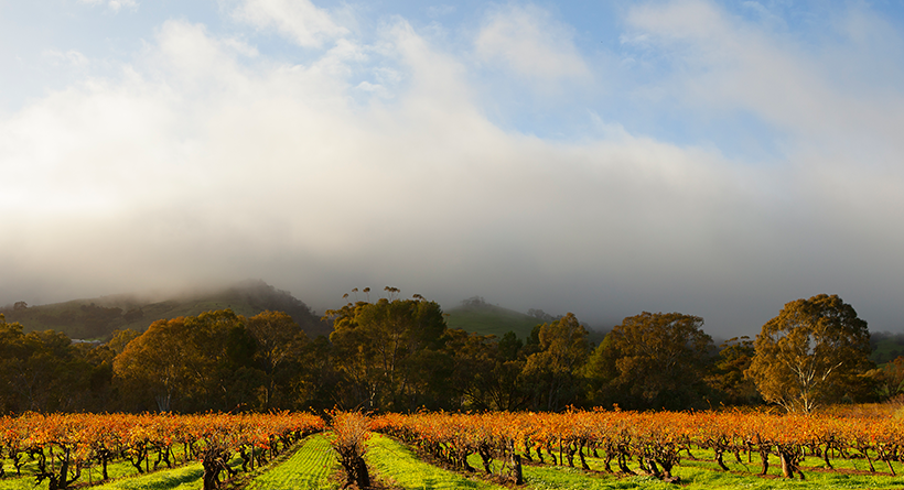 Bethany Wines vineyard view