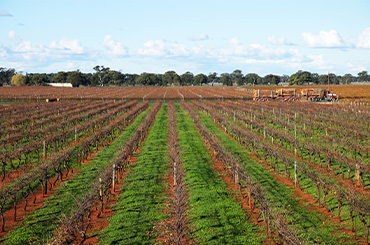 Coonawarra Wine Region