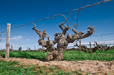 Glaetzer Wines