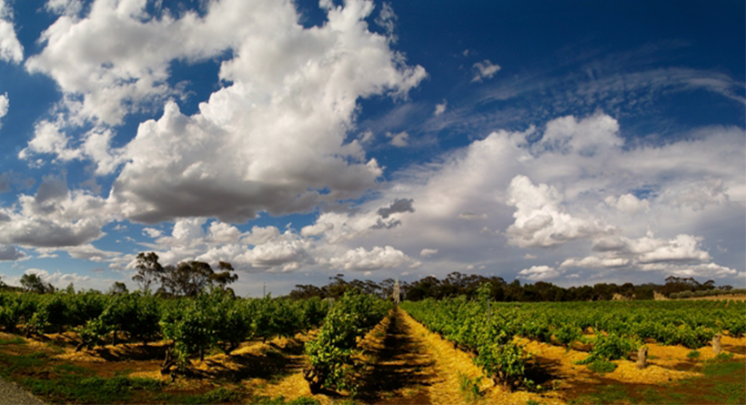 Henschke | Halliday Wine Companion