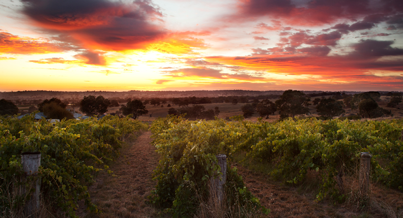 Hobbs Vineyard Sunset