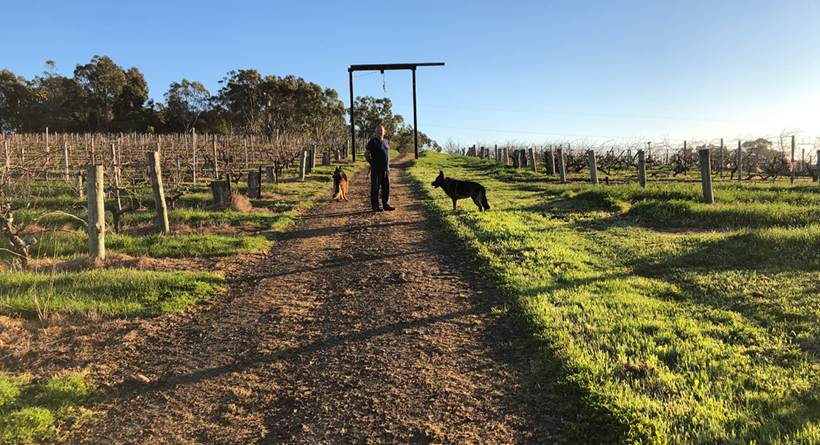 Hobbs Vineyard with dog