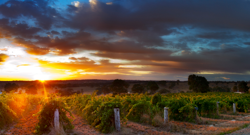 Hobbs Vineyard Sunset