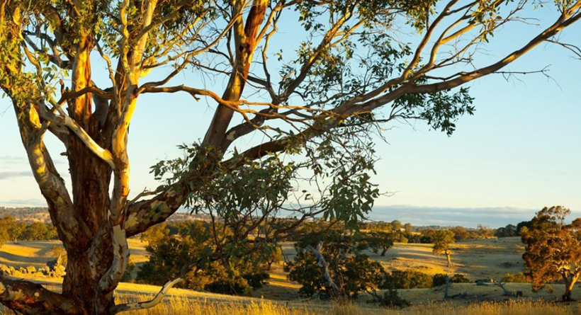 Hobbs landscape with tree