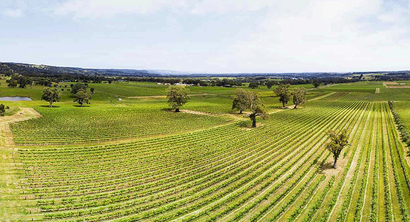 Hugo Vineyard