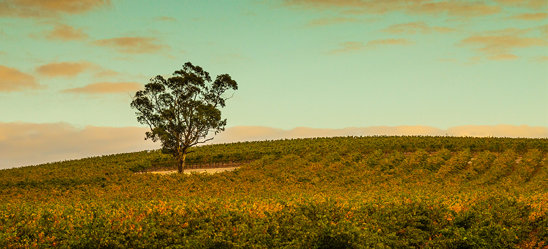 Tree amongst the vines