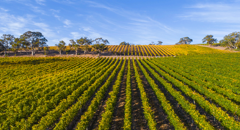 Longview Vineyard