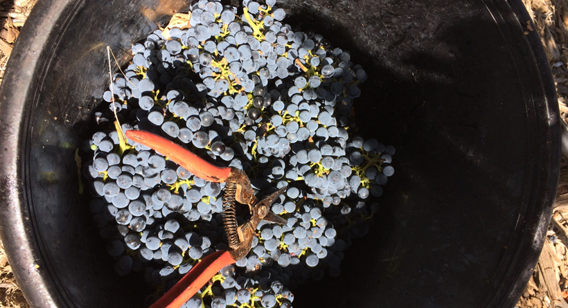 Massena-Chantal-MacClelland Grapes-in-bucket