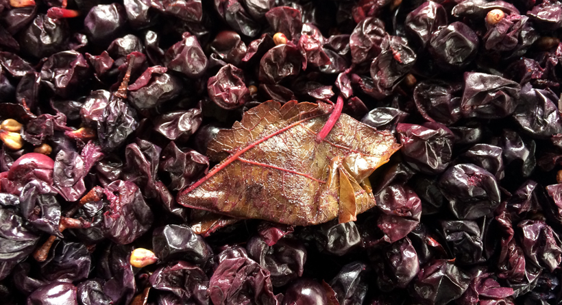 Massena-Chantal-MacClelland Leaf-in-grapes