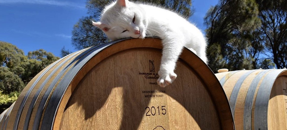 Mountadam cat and barrel