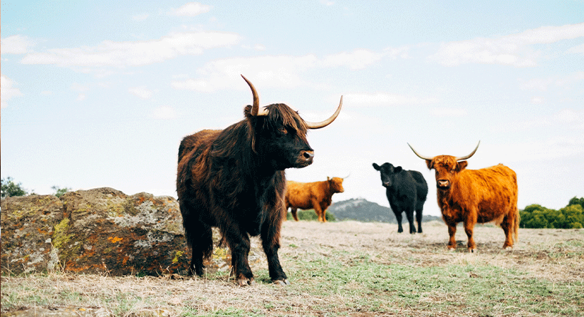 Ngeringa cows