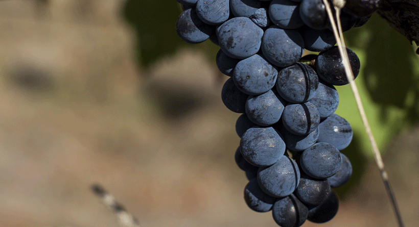 Ngeringa Vineyard