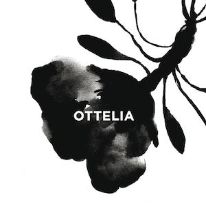 Ottelia logo