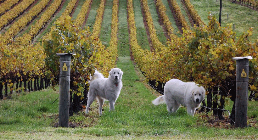 Paracombe Wines Vineyard