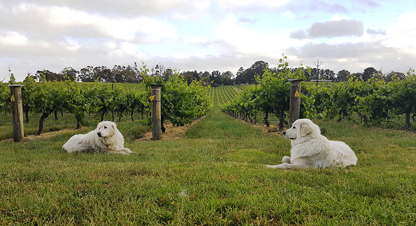 Paracombe Wines Vineyard