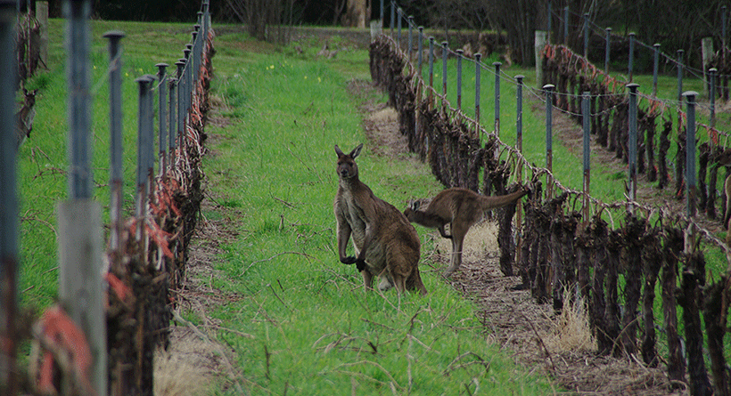 Paracombe Wines Vineyard