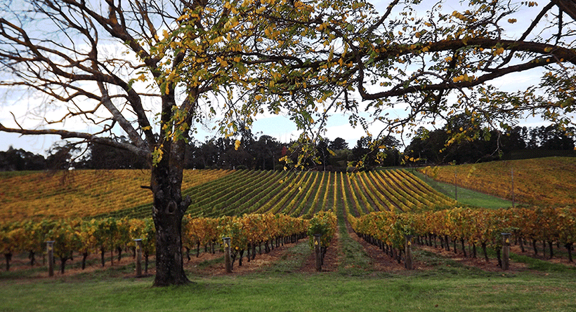 Paracombe Wines Vineyard