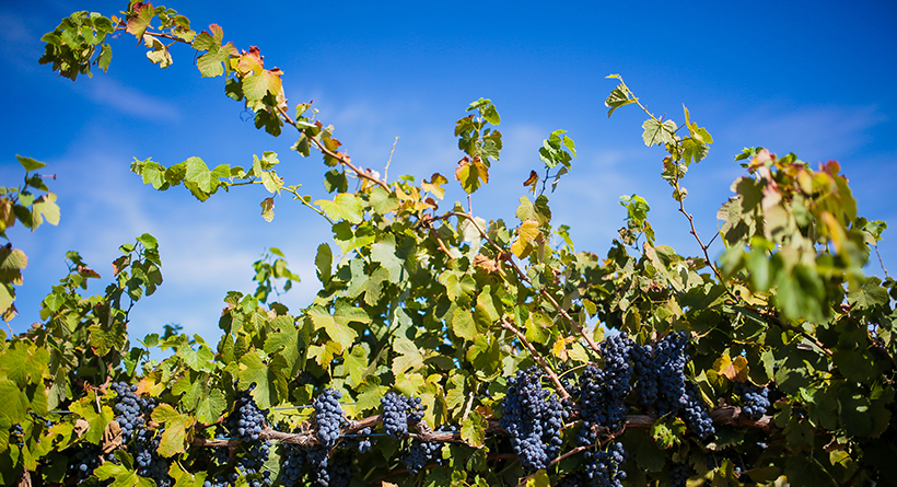 Paulett Wines Red Vineyard