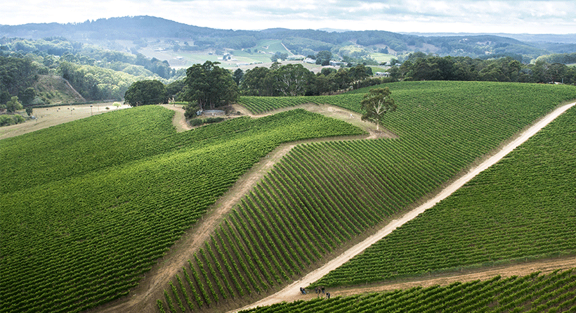 Petaluma Vineyard