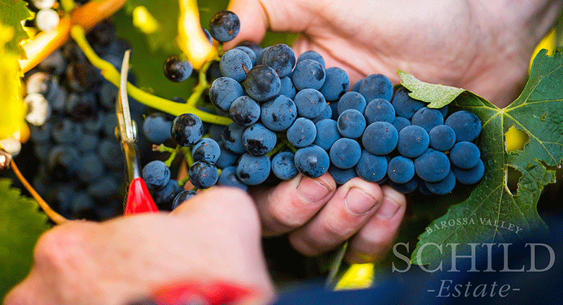 Schild Estate Grapes