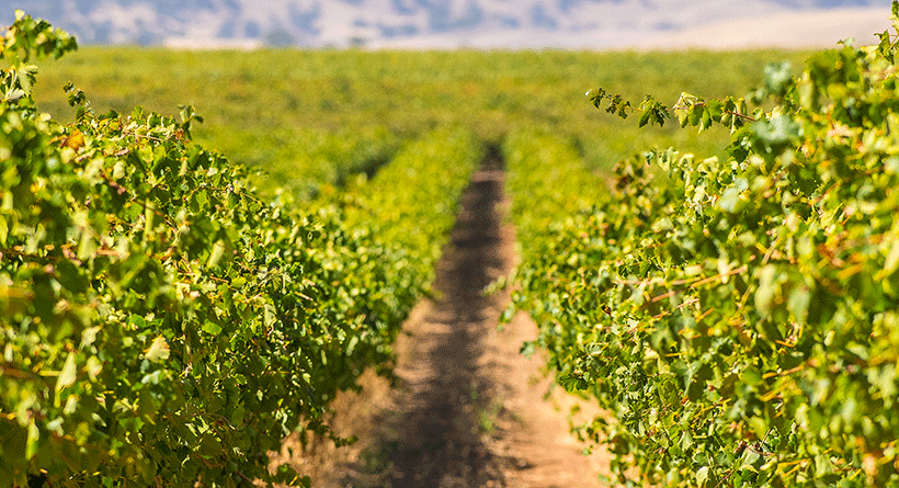 Schild Estate Vines