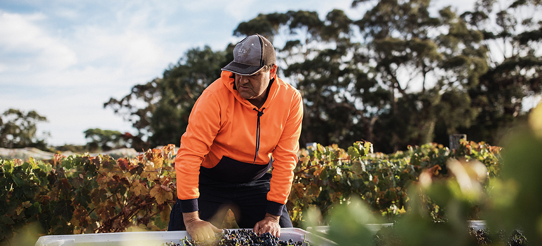 Sam Scott, winemaker