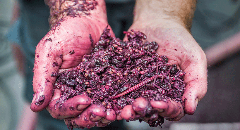 Shottesbrooke Winemaking