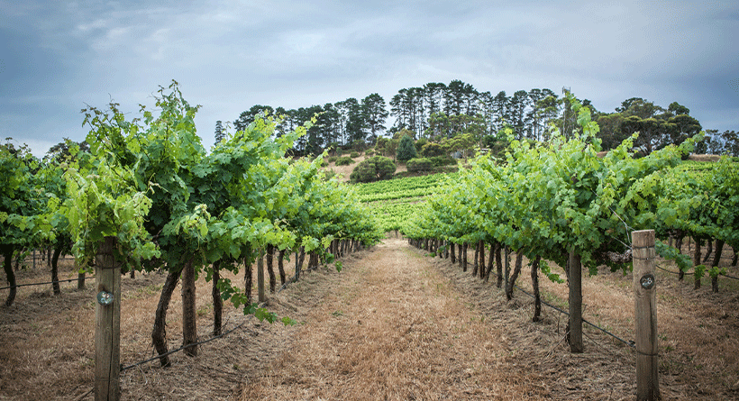 Shottesbrooke Vineyard 