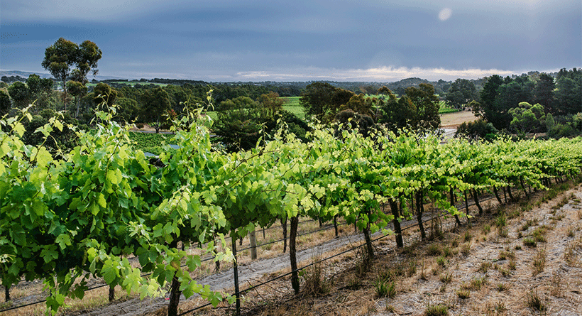 Shottesbrooke Vineyard 