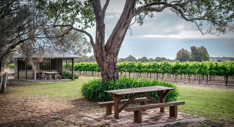 Shottesbrooke Vineyard 