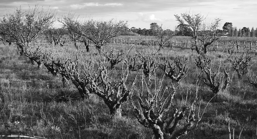 Smallfry Wines Vineyard